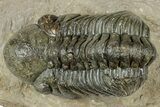 Detailed Reedops Trilobite - Atchana, Morocco #322278-1